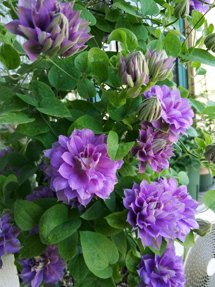 Clematis (円空) 4-6 inch size