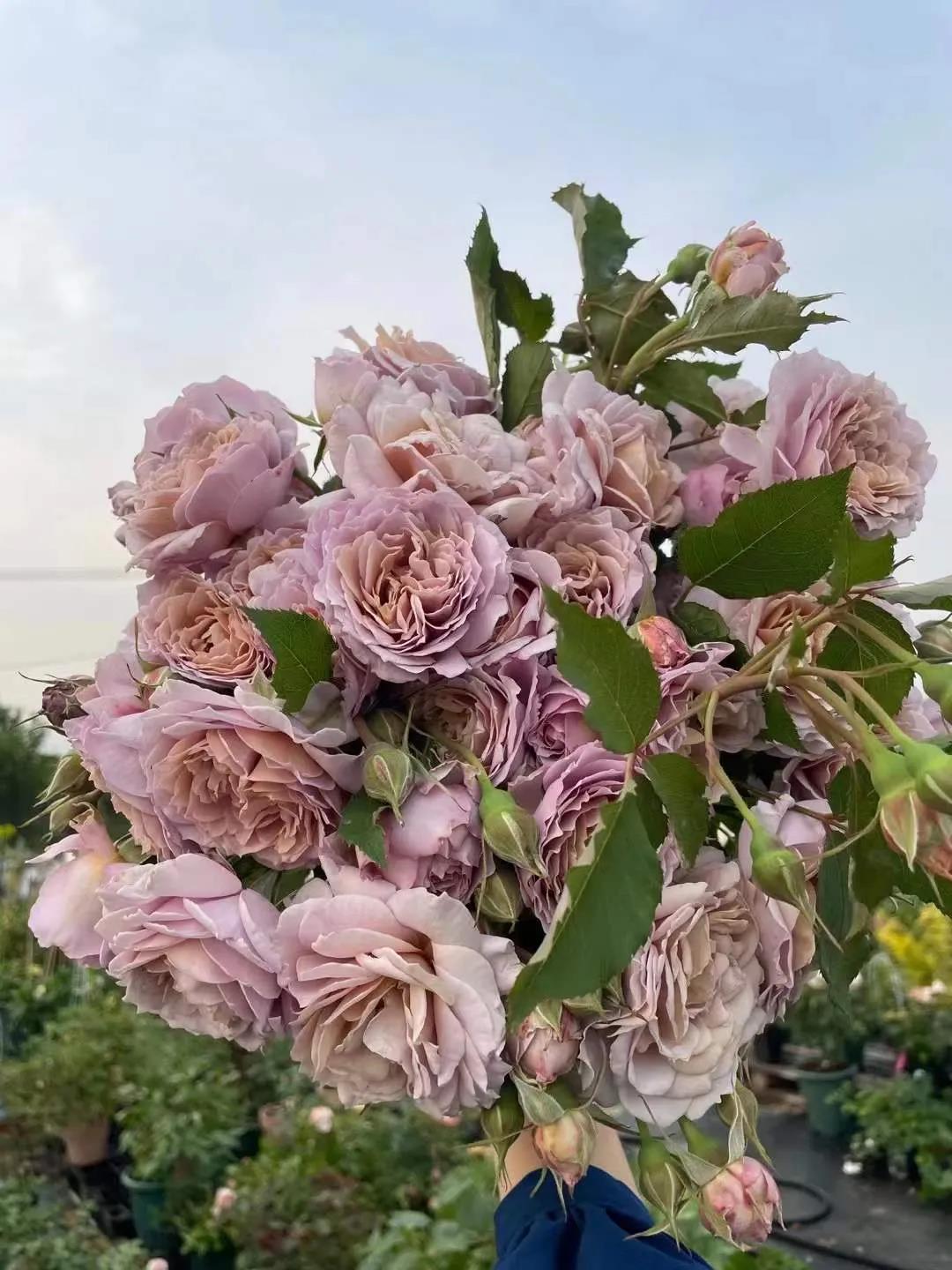 Rose  Autumn Lock (锁清秋）Shuoqingqiu 1 gallon