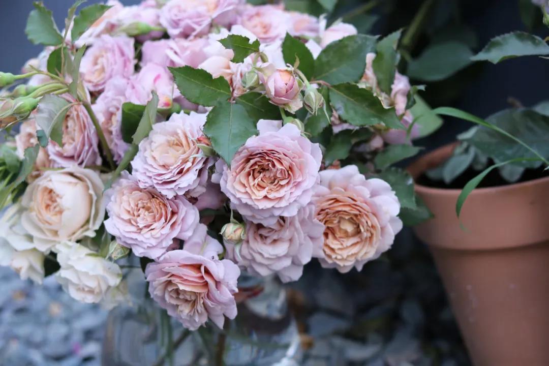 Rose  Autumn Lock (锁清秋）Shuoqingqiu 1 gallon