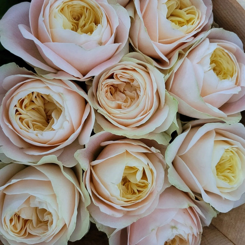 Rose Priscilla 普利西拉 6inch own roots