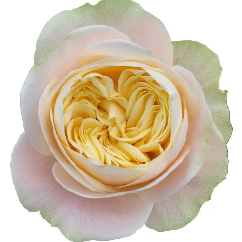 Rose Priscilla 普利西拉 6inch own roots