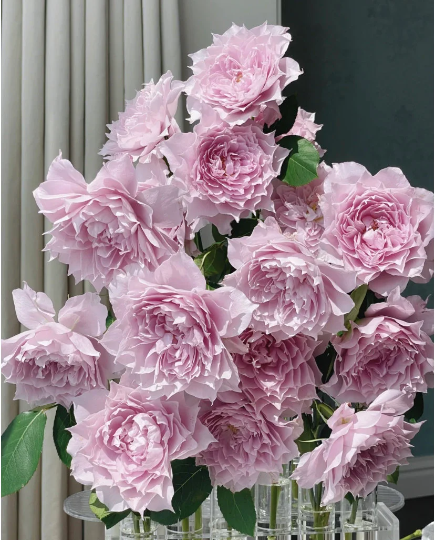 Shrub Rare Rose Huanzi (月季幻紫）Shrub rose 3 Gallon and 4 inch  rose Live plant