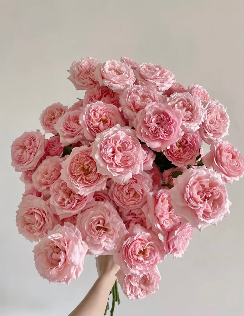 Rose Julieta. 朱丽叶塔，cut rose. Continue Blooming 1 Gallon Bare root