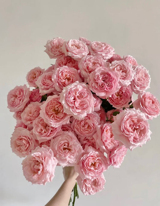 Rose Julieta. 朱丽叶塔，cut rose. Continue Blooming 1 Gallon Bare root