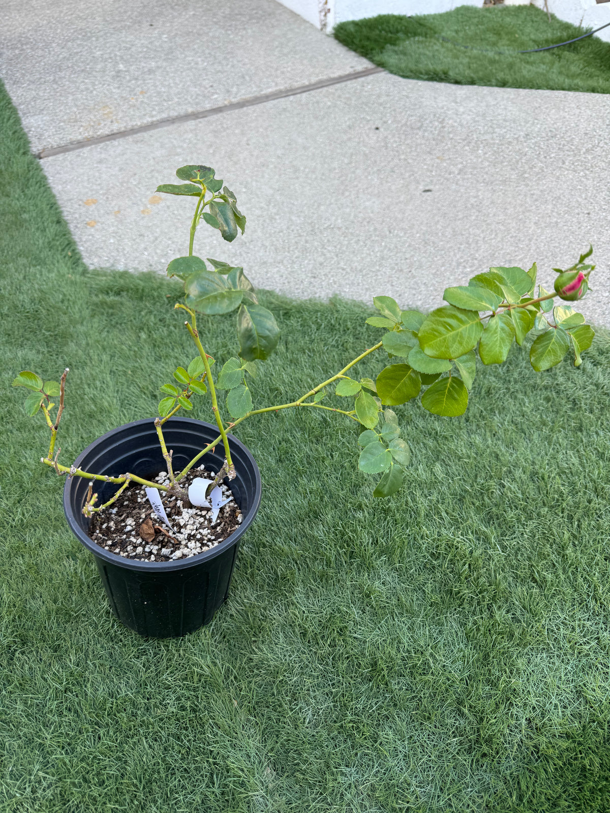 Japanese Rose Princess Sakura (樱花公主) - 1 Gallon live plant