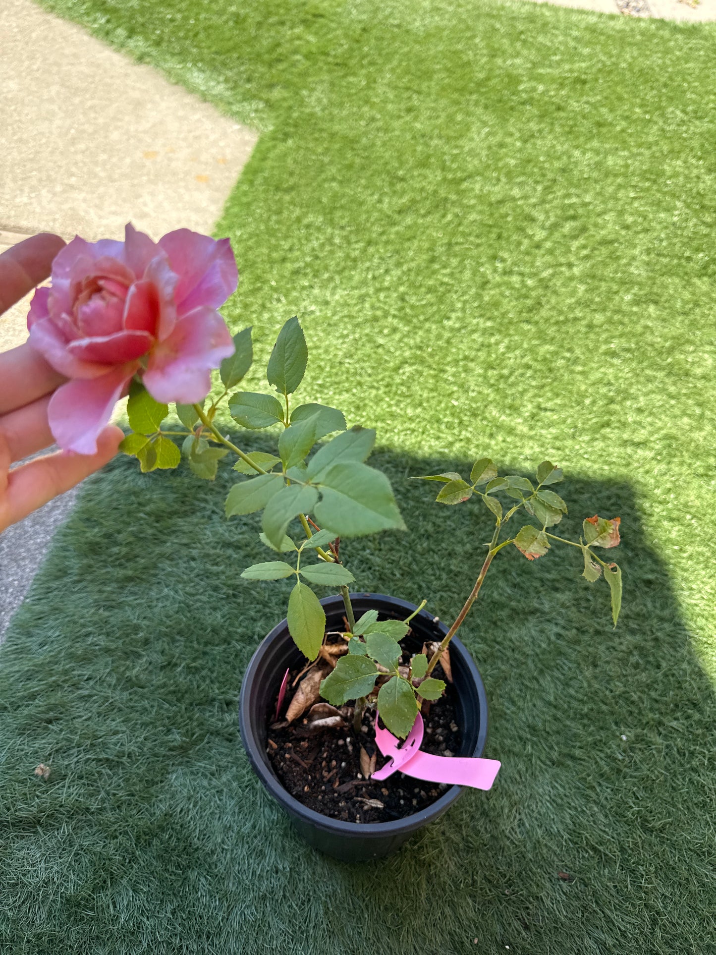Rose Mayabi 雅 6inch size