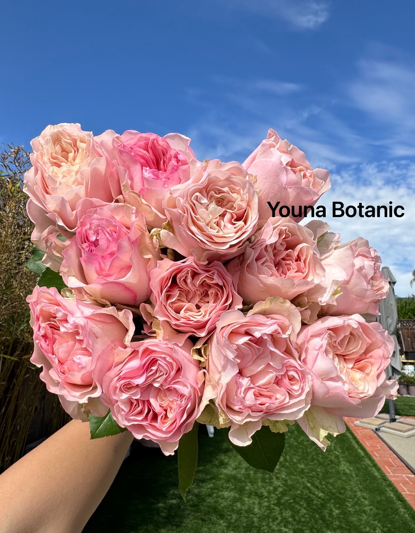 Rose Truly You 6inch size own root