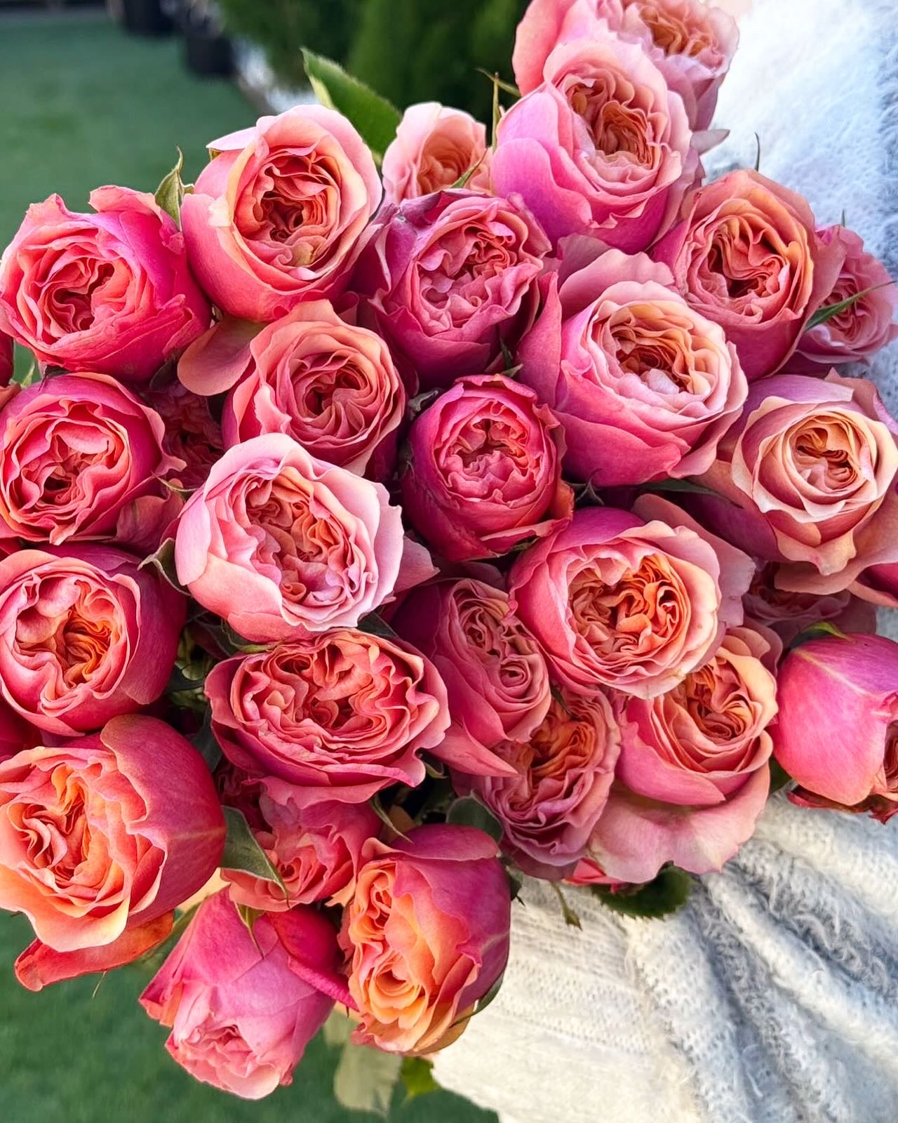 Rose South Park 南方公园 6 inch size own roots