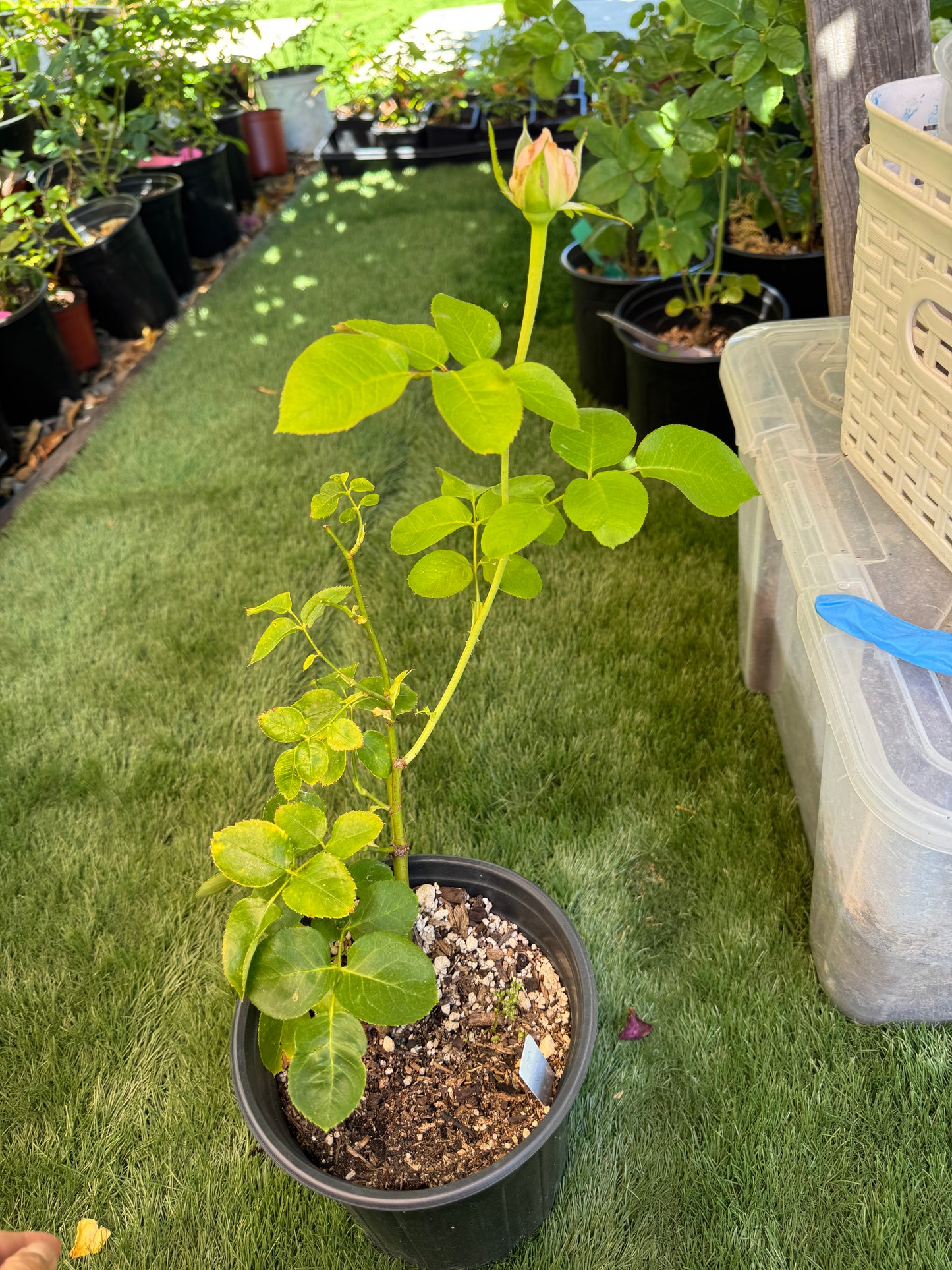 Rose Truly You 6inch size own root