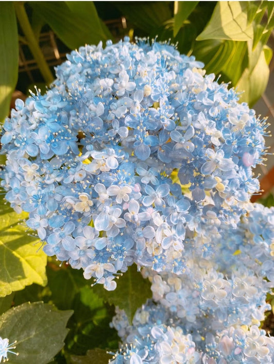 Japanese Hydrangea  Mikawa-Chidori 三河千鸟 1 Gallon Size