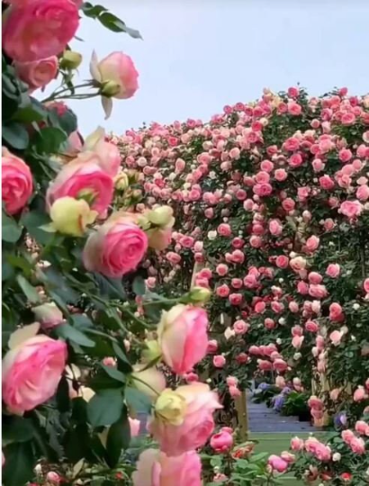 Eden Climbing Rose 粉色龙沙月季 -  4inch live plant own root