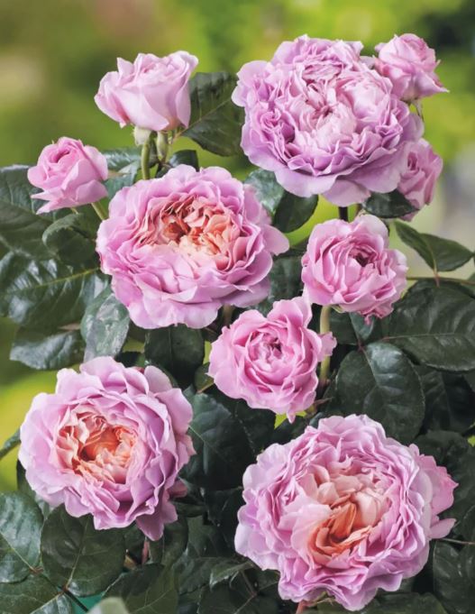 Special Deal-Eisvogel 翠鸟 Hybrid Tea Rose,  4  inch pot live plant (Own root)