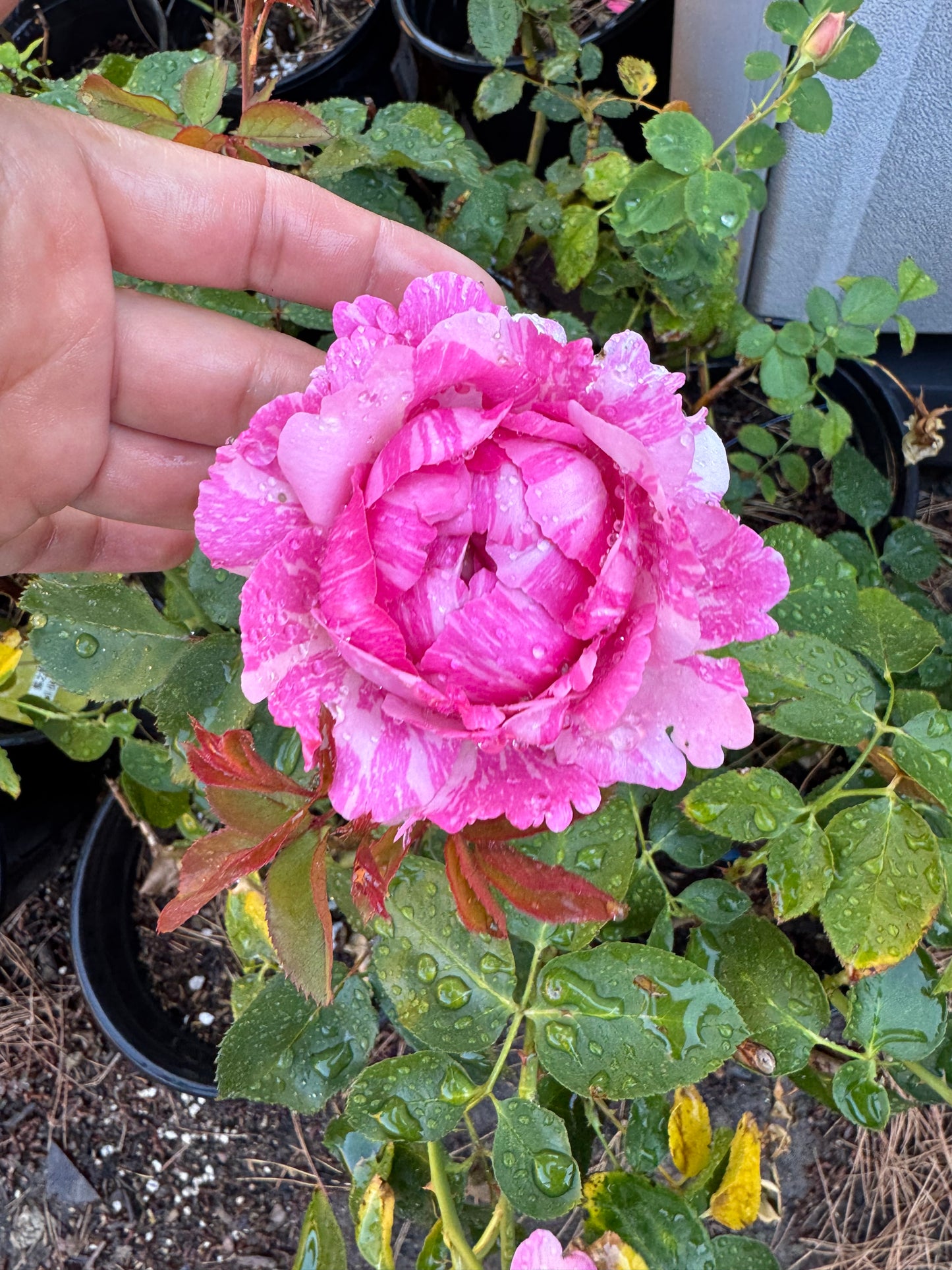 Yves splash. 伊芙飞溅 Eve splash. Live shrub rose 1 Gallon