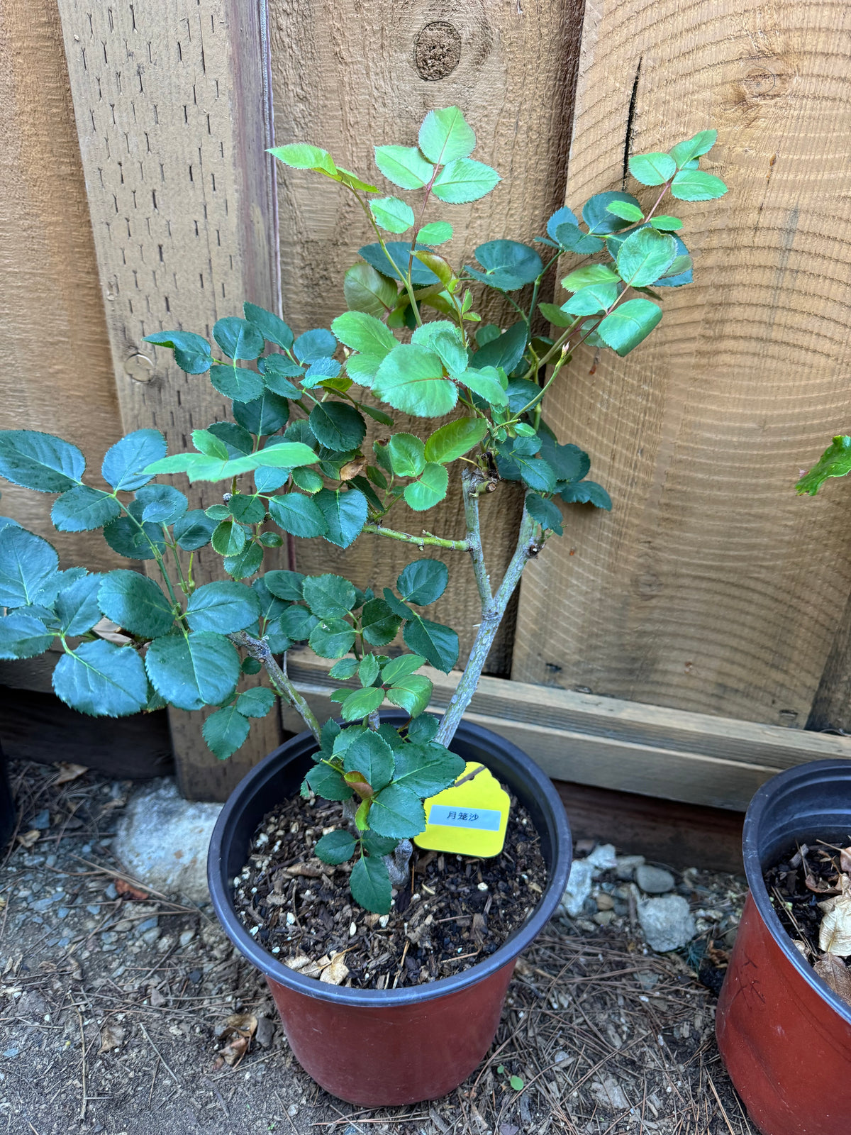 Rose Yuelong Sha 1 gallon pot