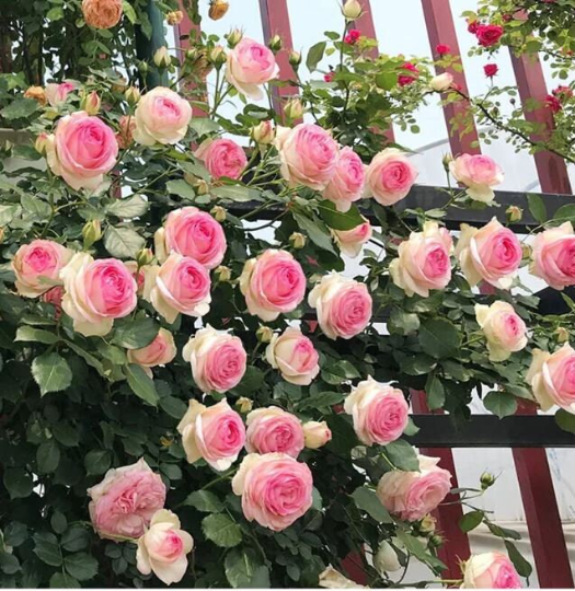 Eden Climbing Rose 粉色龙沙月季 -  4inch live plant own root