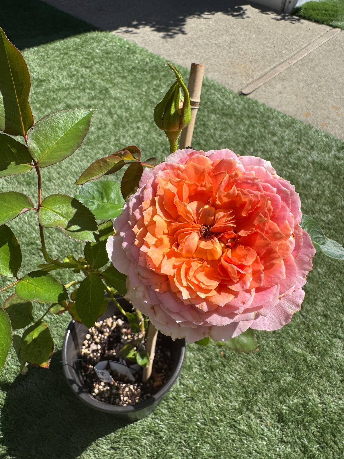 Rose Romantic Antic 1 gallon size