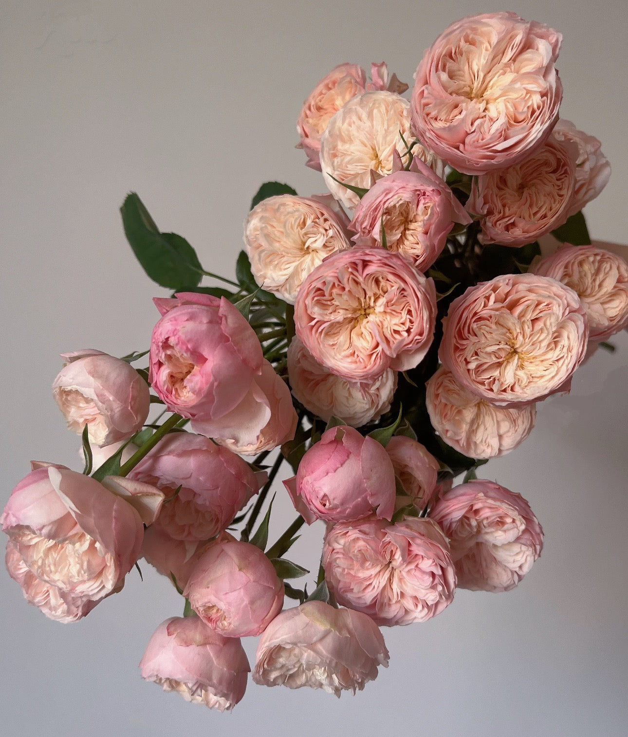 Rose Royal Blush 6inch own root
