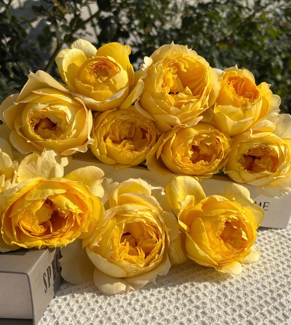 Rose Sunny Antic 1 gallon size