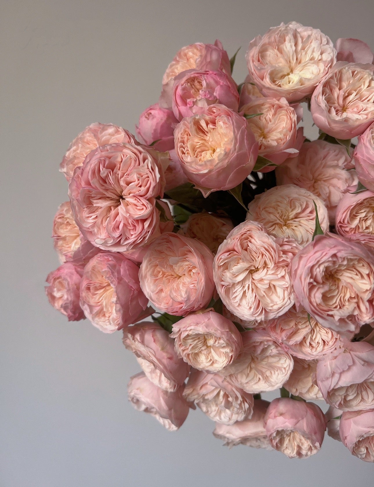 Rose Royal Blush 6inch own root