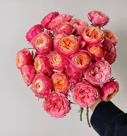 Rose Romantic Bic 2 gallon  live plant
