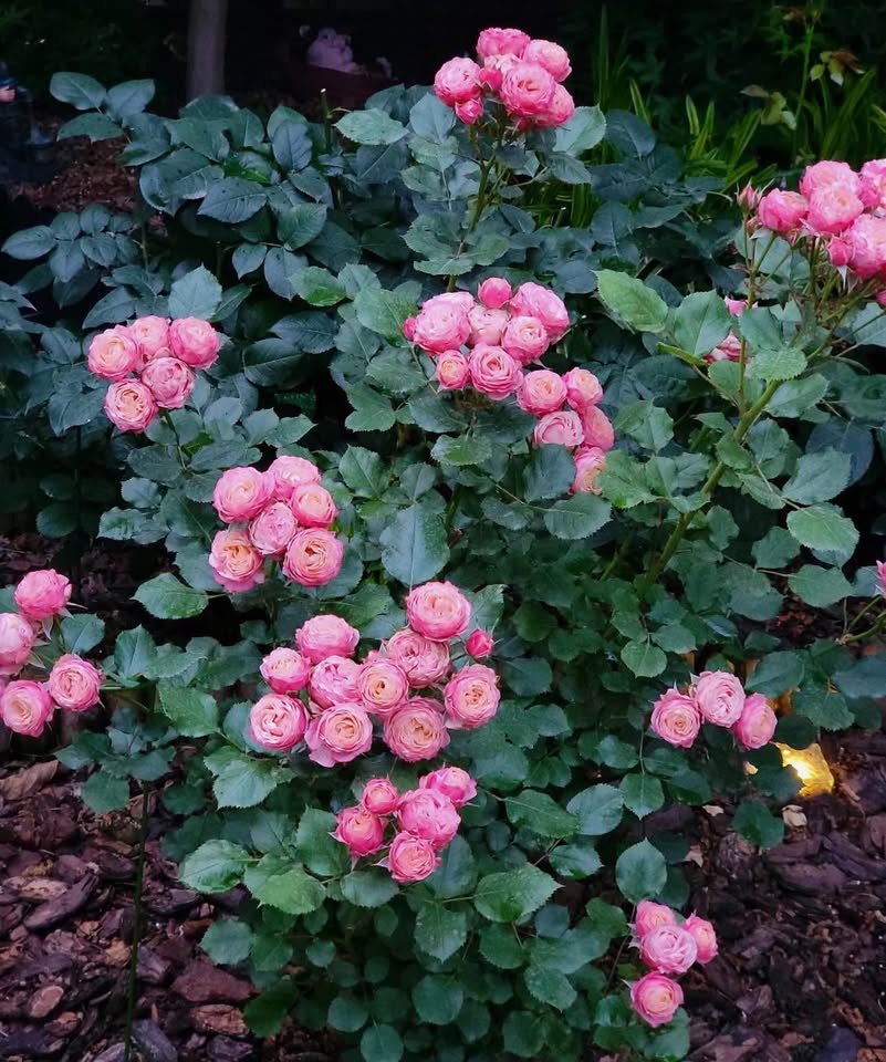 Rose Romantic Bic 2 gallon  live plant