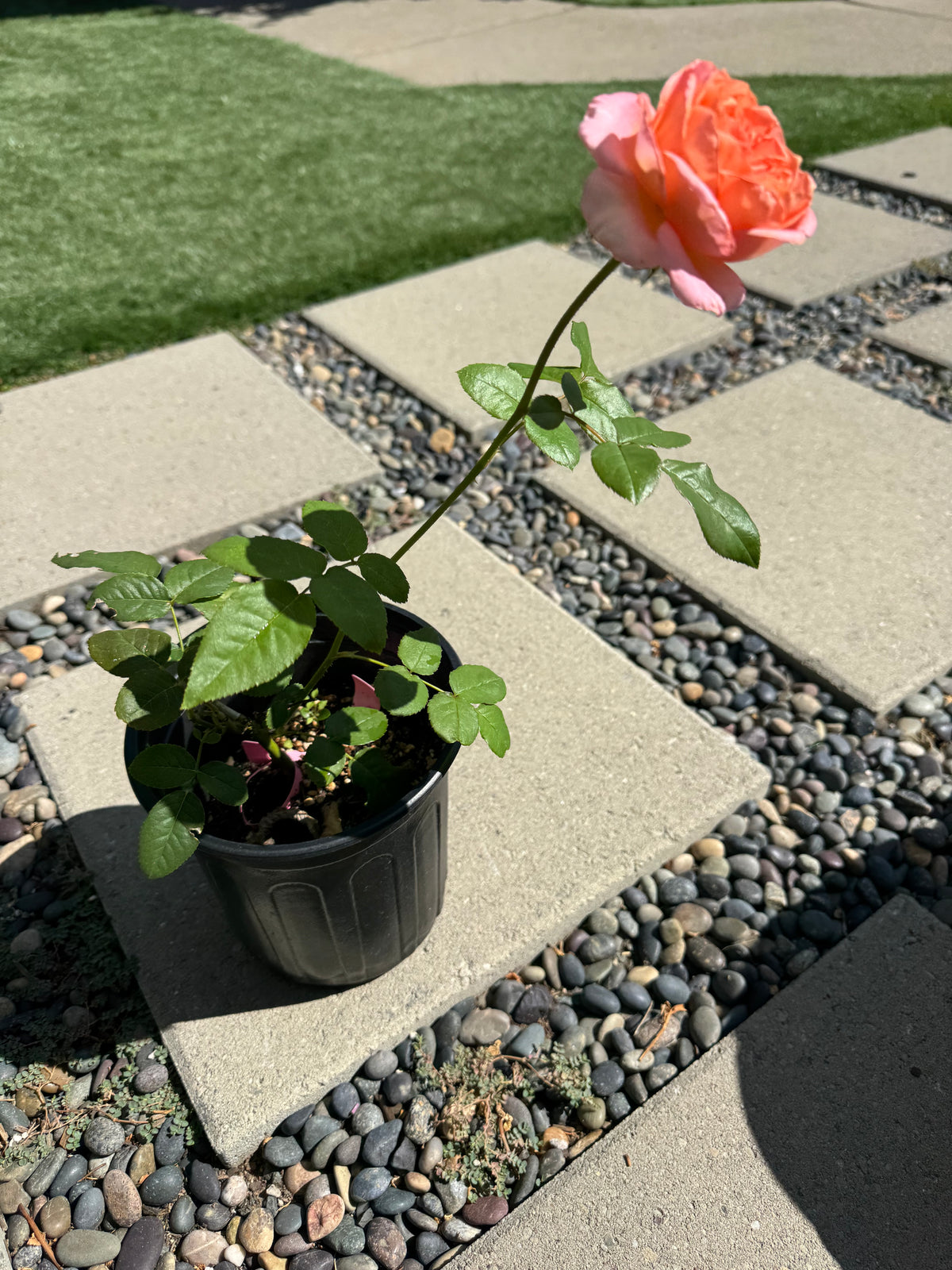 Rose Pink X-Pression 6inch size own roots