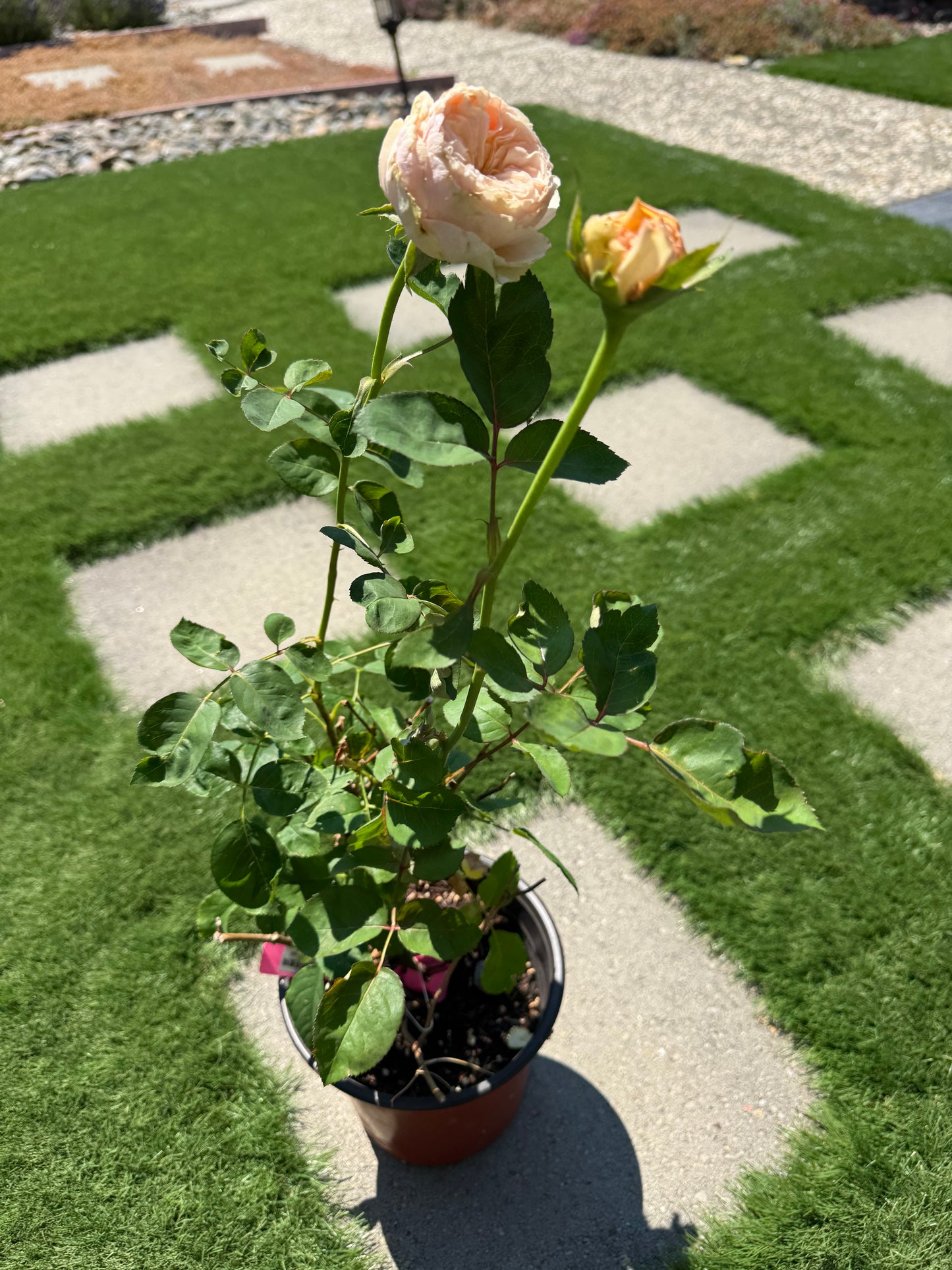 Rose Victoria Peach  维多利亚蜜桃 -1 gallon