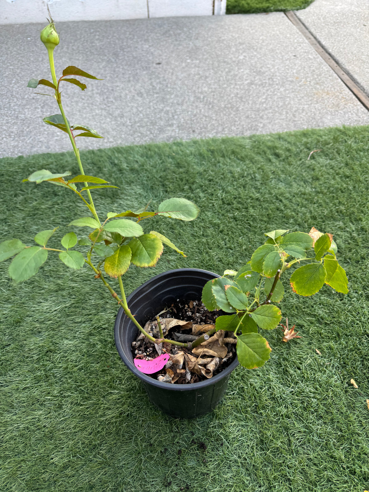 Rose Victoria Park 1 gallon own roots