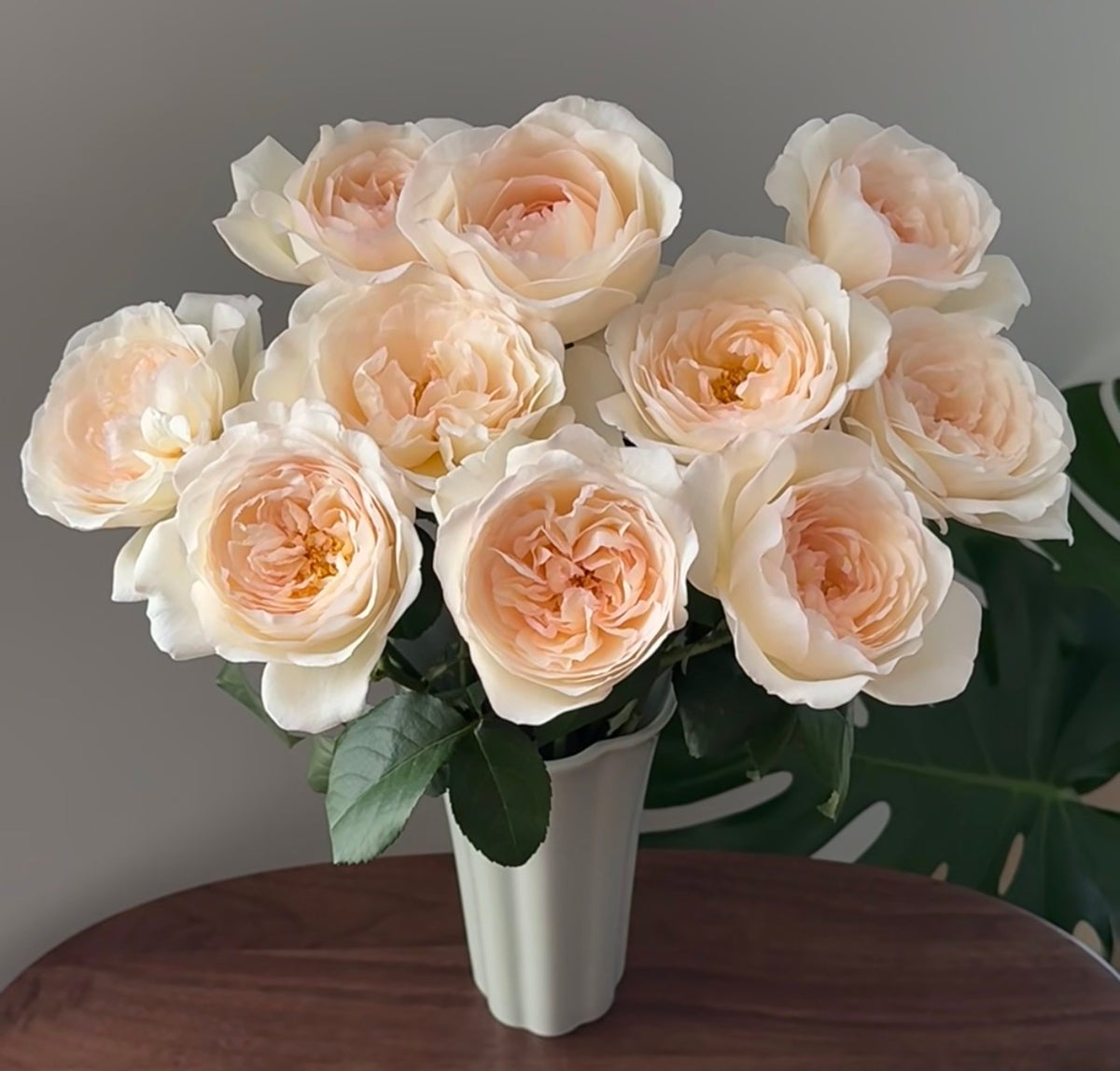 Rose Yuelong Sha 1 gallon pot