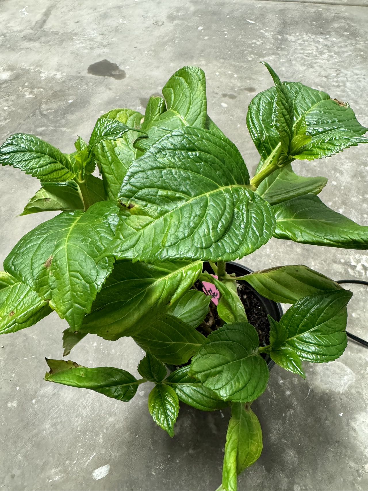 Japanese Hydrangea Hanatemari (花手鞠） 1 Gallon size