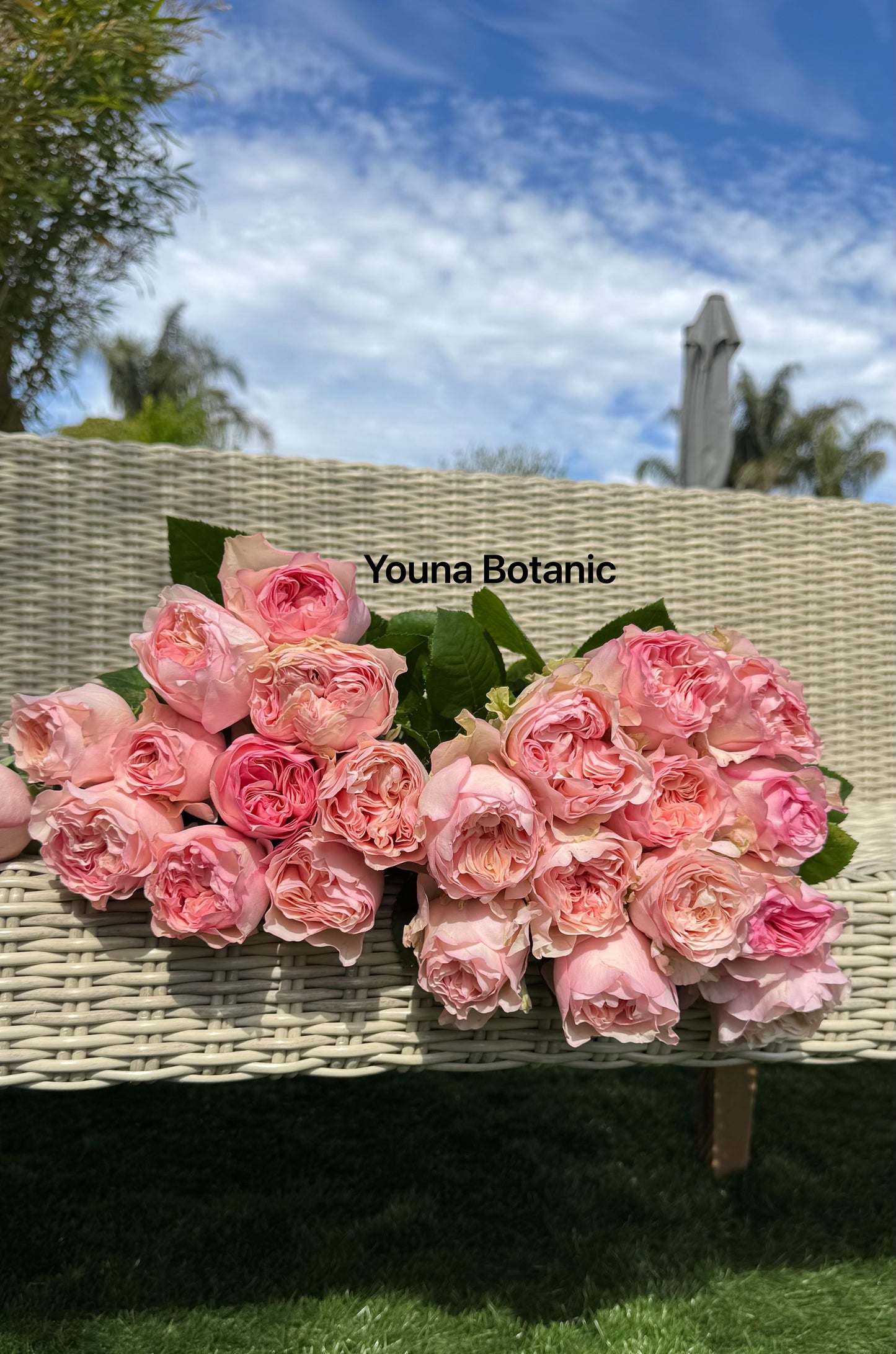 Rose Truly You 6inch size own root