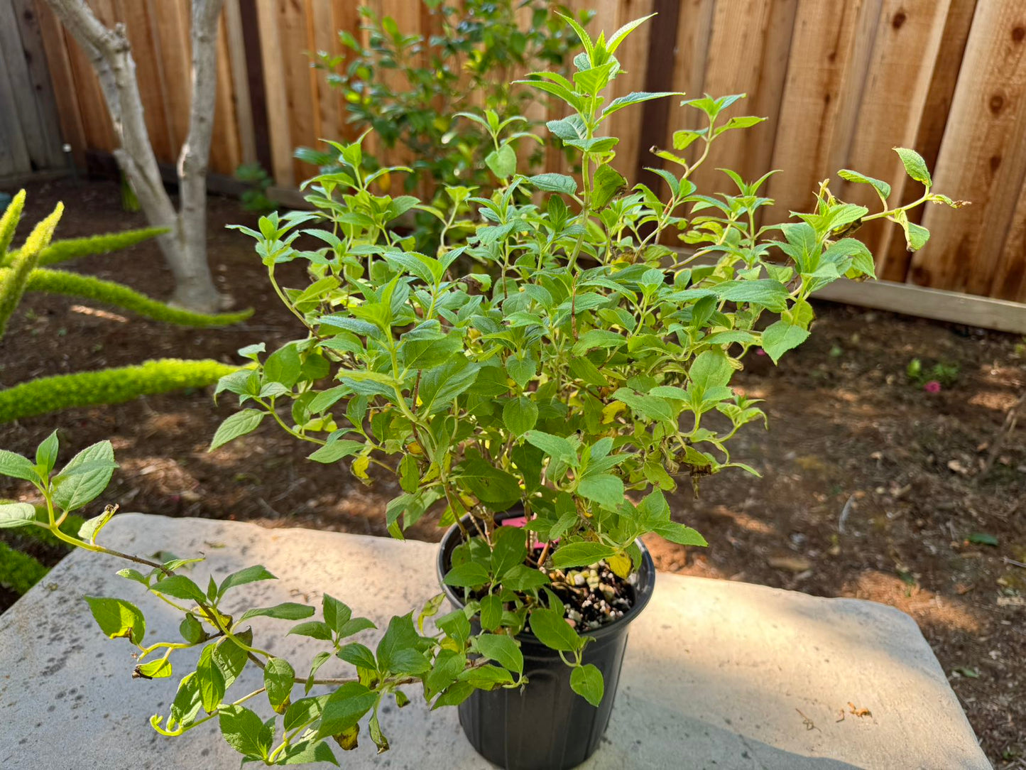 Hydrangea Vibrant Lime  活力青柠 -3 Gallon live plant