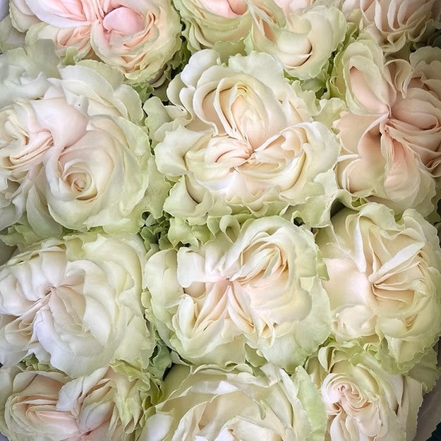 Rose Garden Rose Cotton Xpression 4inch size