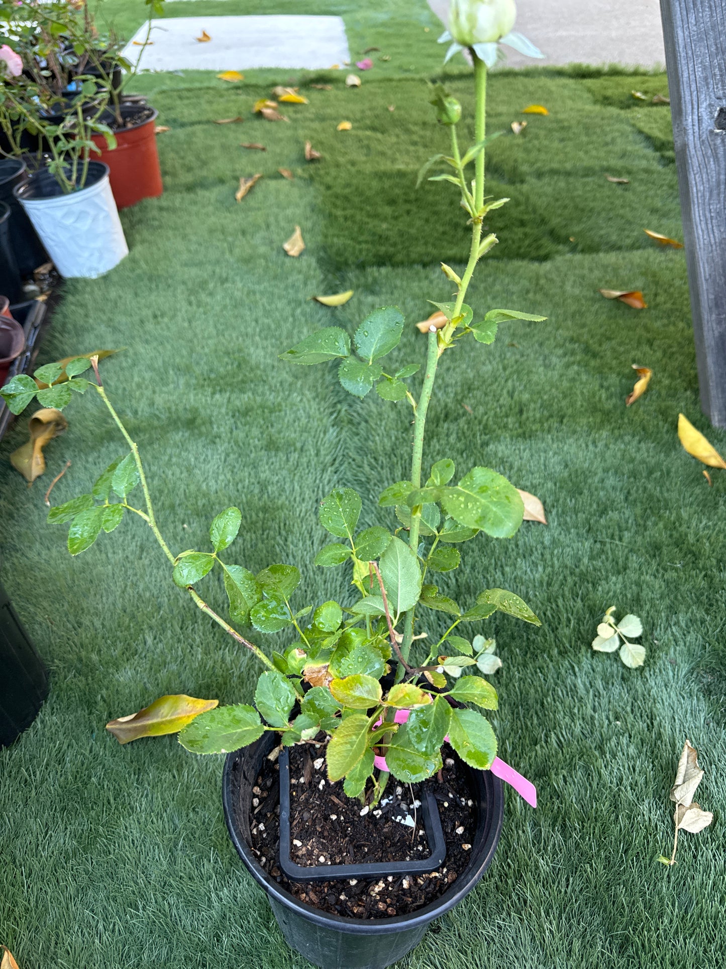 Rose unforgettable 6-1 gallon size own roots