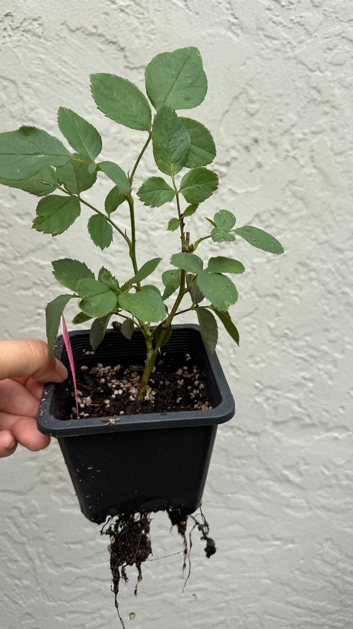 Rose Mayabi 雅 4inch size
