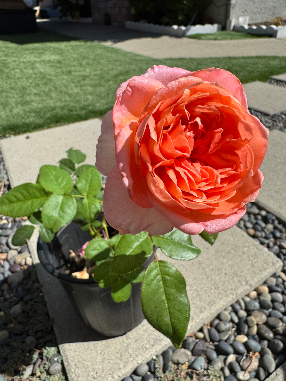 Rose Pink X-Pression 6inch size own roots