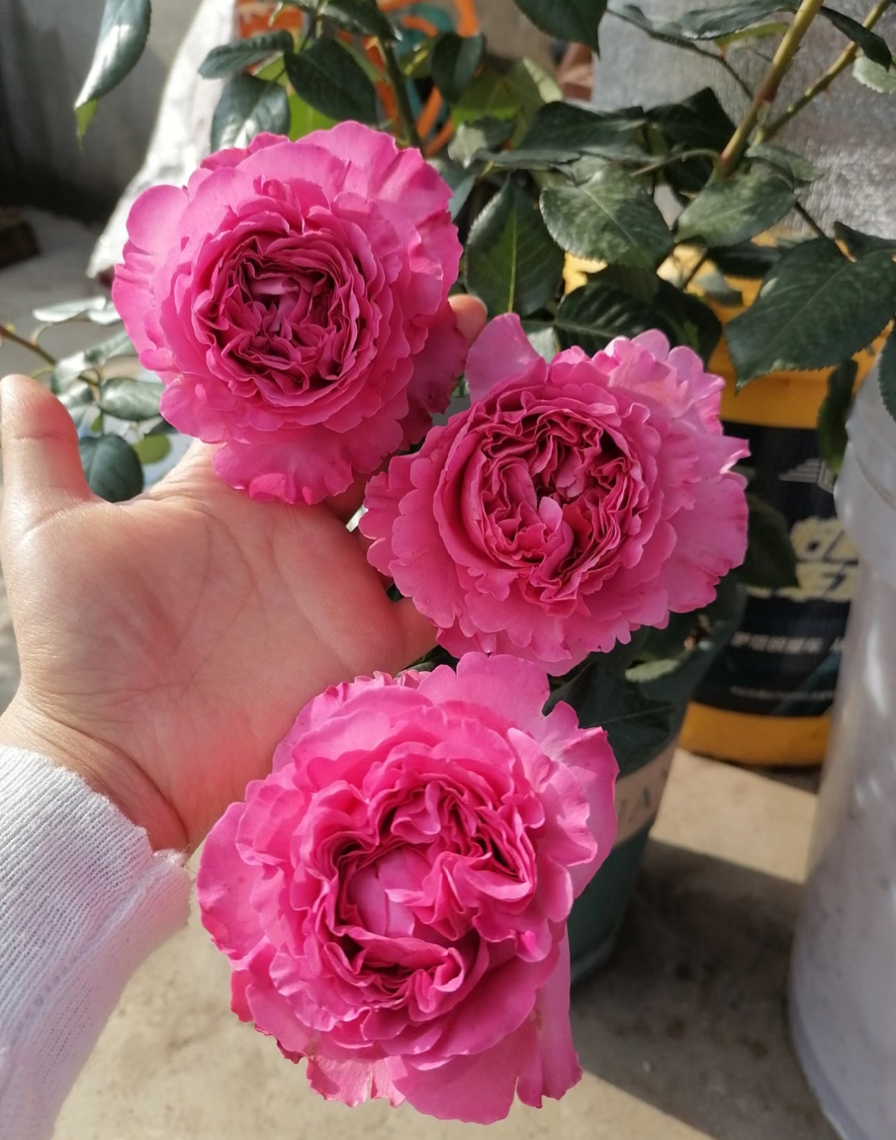 Rose Cepheus 1 gallon