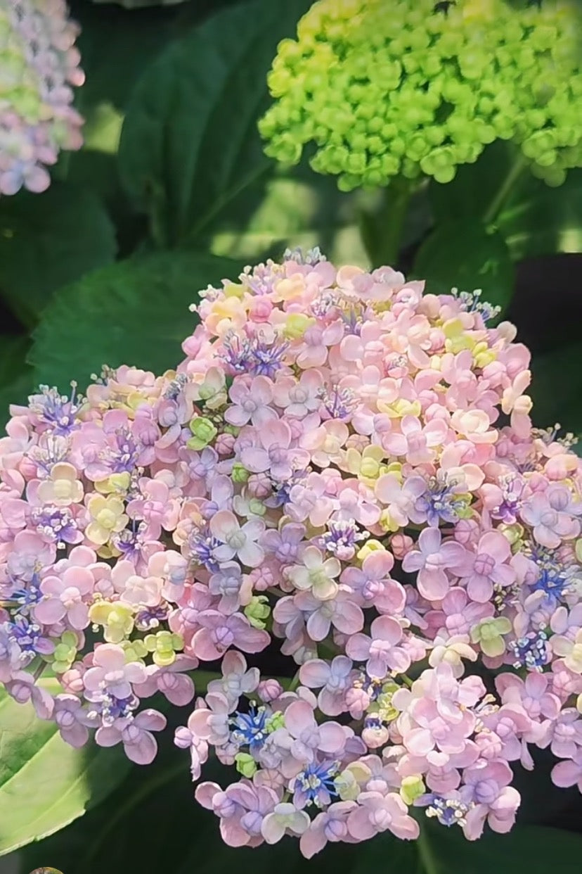 Japanese Hydrangea  Mikawa-Chidori 三河千鸟 1 Gallon Size