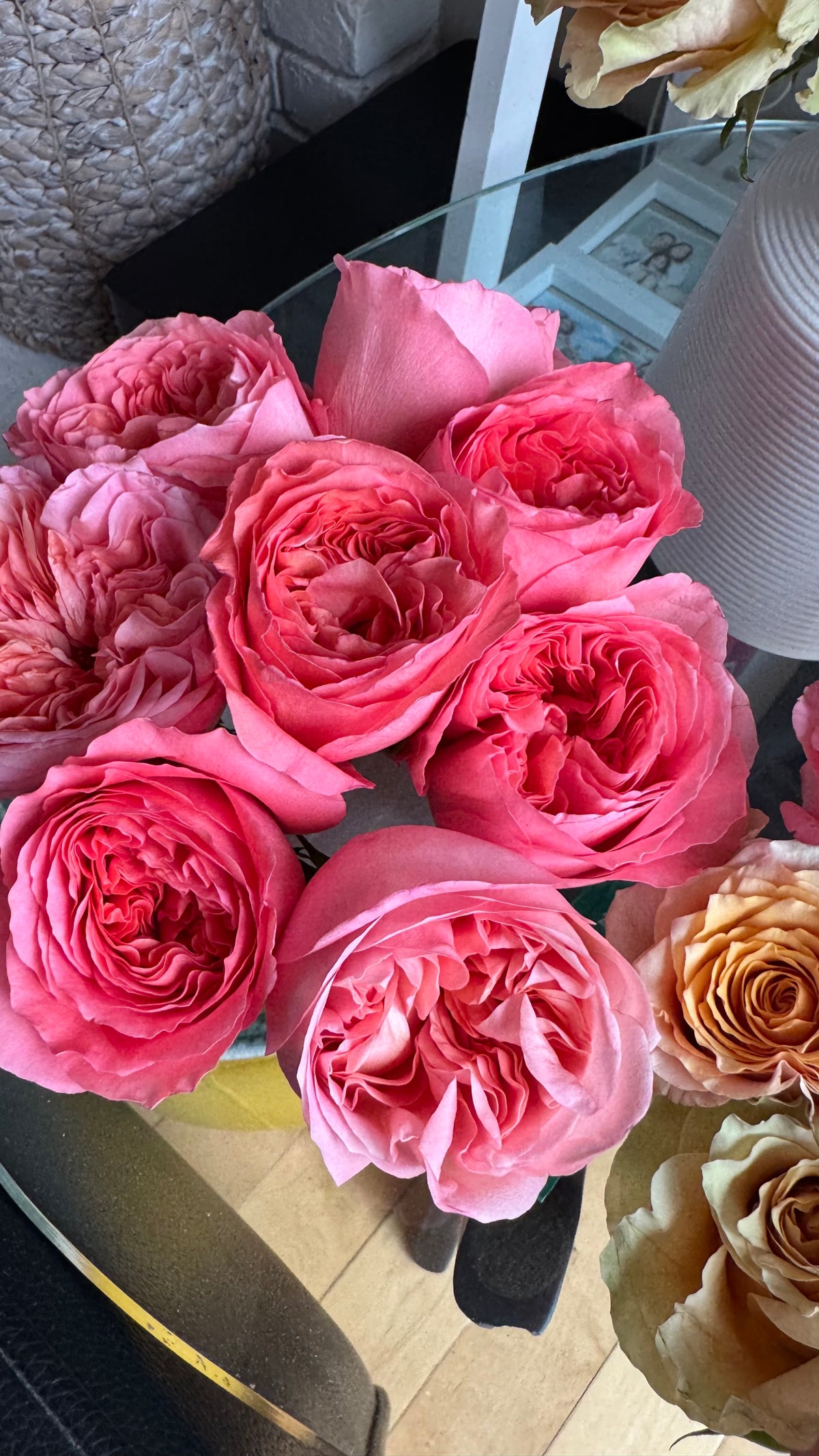 Rose Pink X-Pression 6inch size own roots