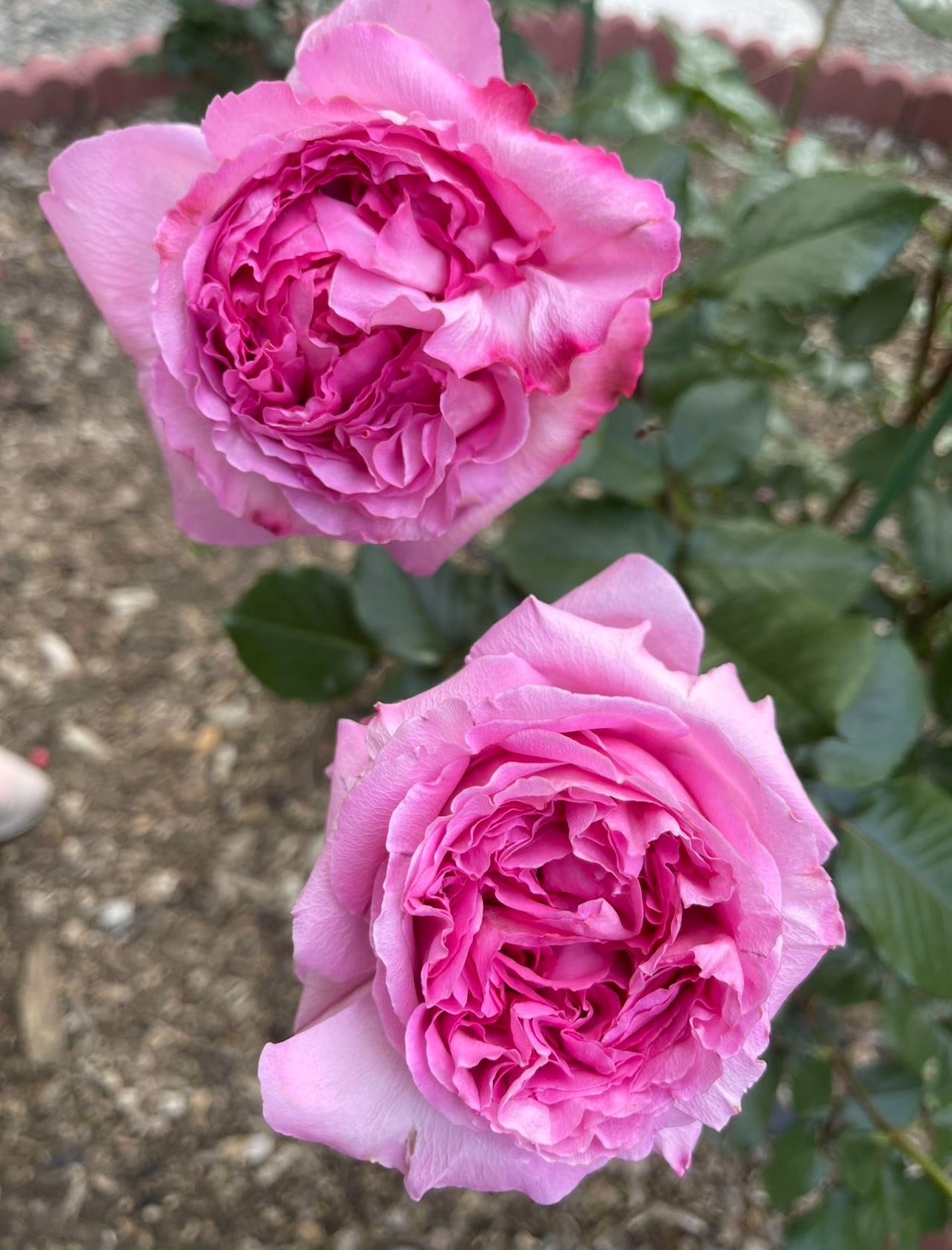 Rose Cepheus 1 gallon