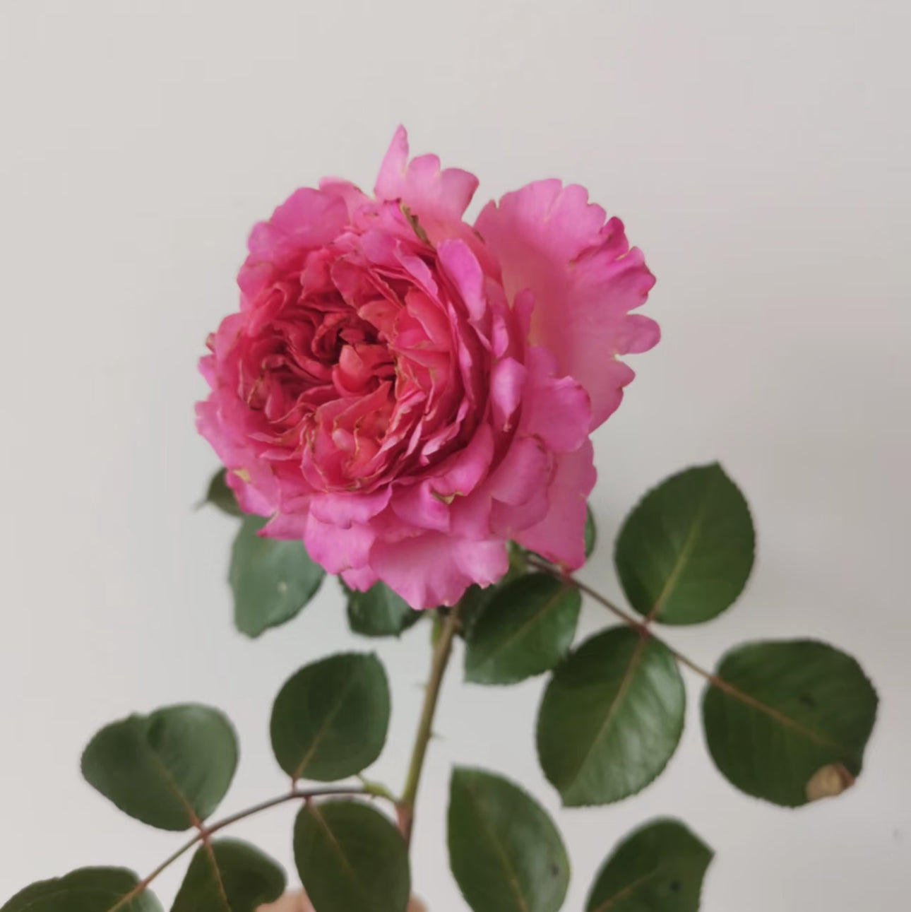Rose Cepheus 1 gallon