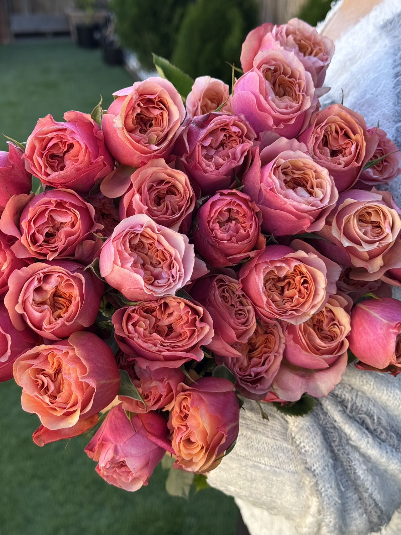 Rose South Park 南方公园 6 inch size own roots