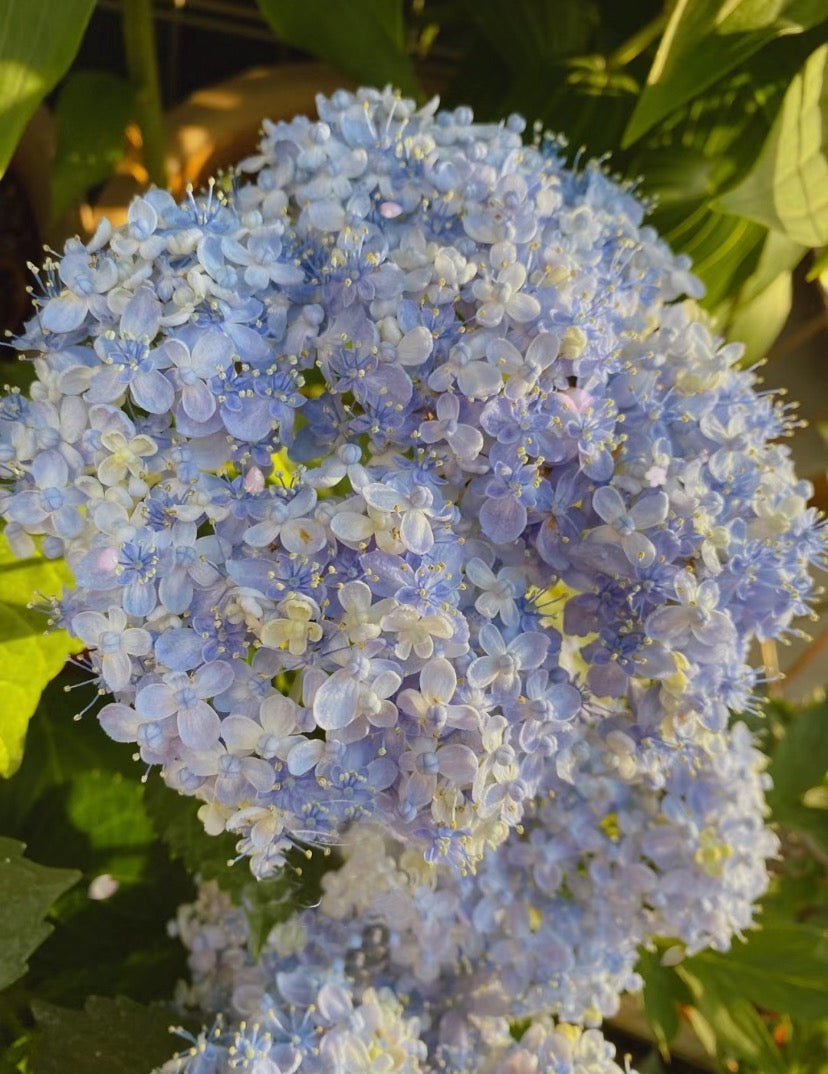 Japanese Hydrangea  Mikawa-Chidori 三河千鸟 1 Gallon Size