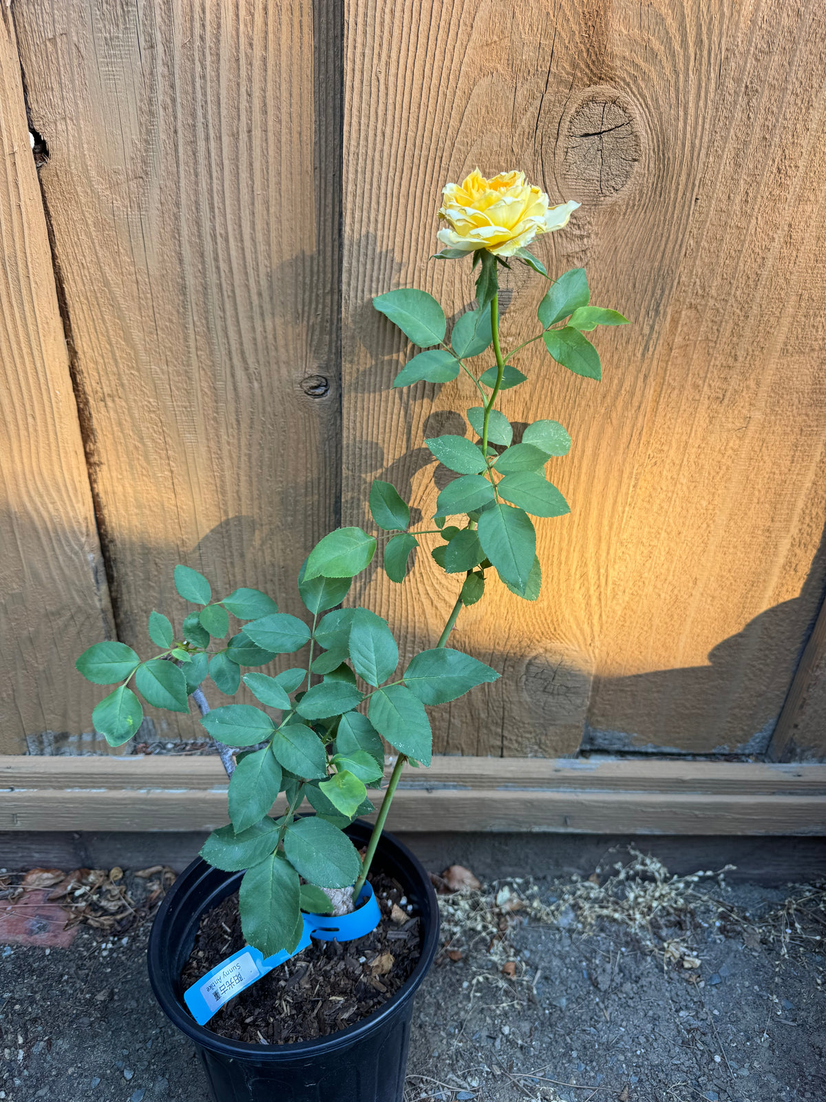 Rose Sunny Antic 1 gallon size
