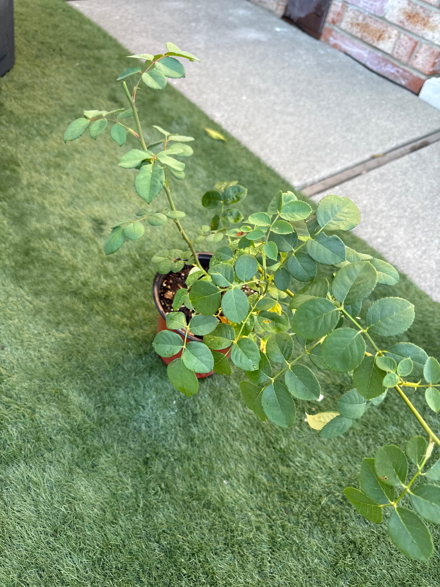 Special Deal-Eisvogel 翠鸟 Hybrid Tea Rose,  1 gallon pot live plant (Own root)