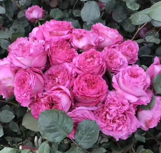 Rose Cepheus 1 gallon