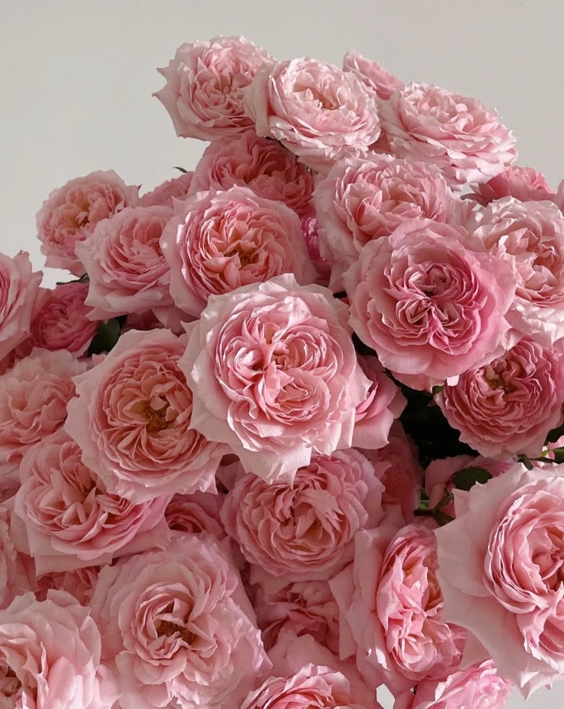 Rose Julieta. 朱丽叶塔，cut rose. Continue Blooming 1 Gallon Bare root