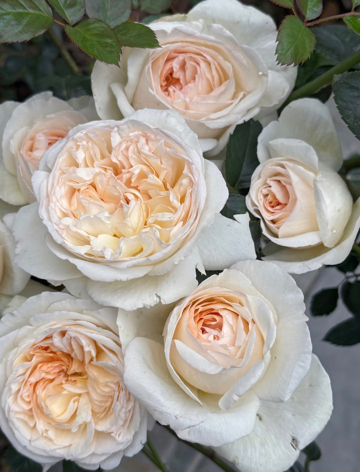 Rose Yuelong Sha 1 gallon pot