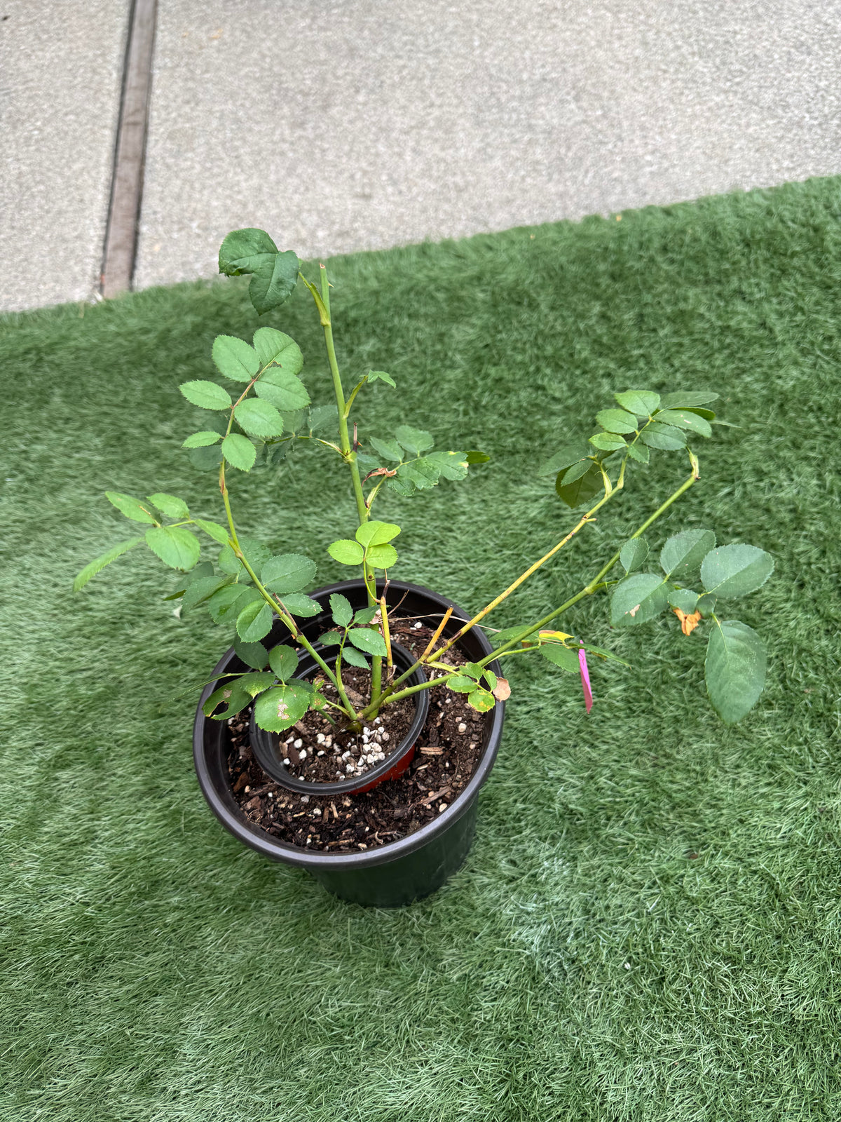 Special Deal-Eisvogel 翠鸟 Hybrid Tea Rose,  6inch pot live plant (Own root)