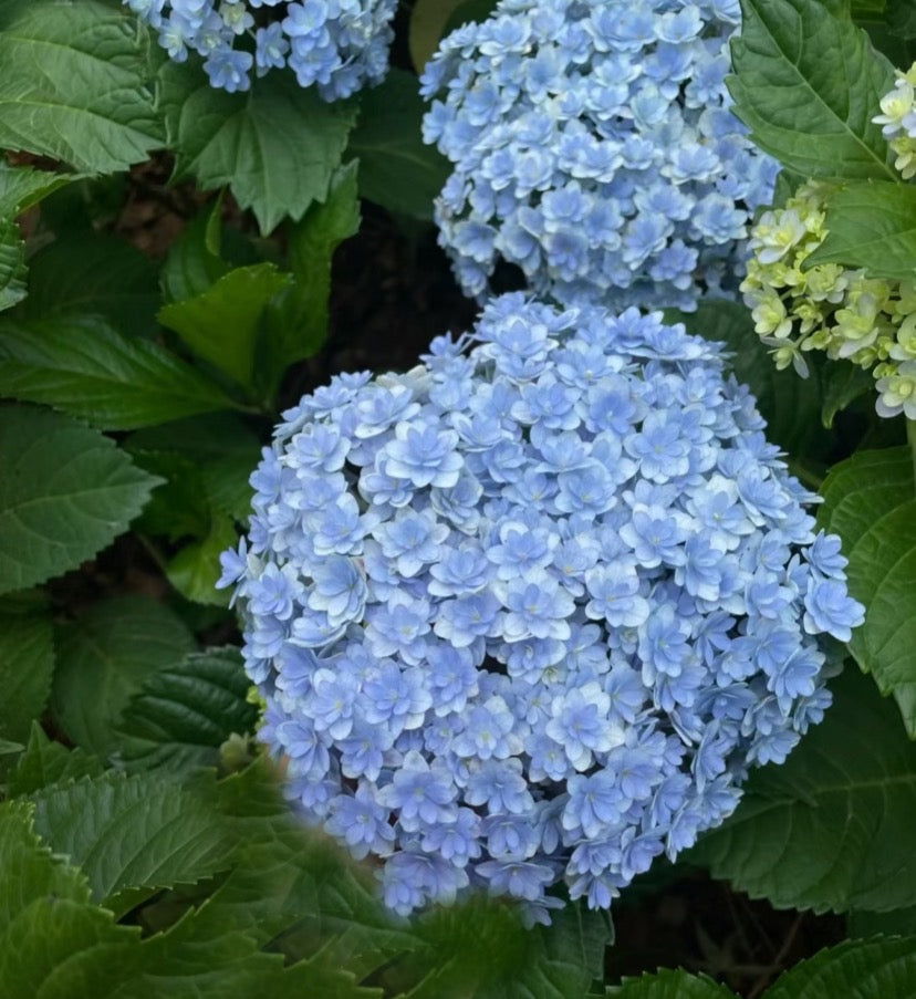 Japanese Hydrangea Hanatemari (花手鞠） 1 Gallon size